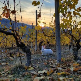 Monforte d'Alba farm tour