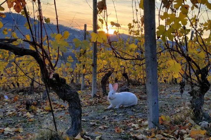 Monforte d'Alba farm tour