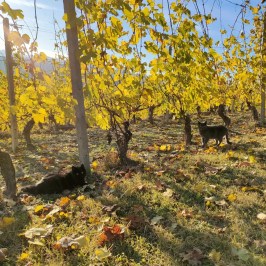 Monforte d'Alba farm tour