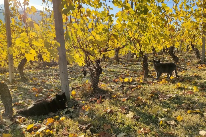 Monforte d'Alba farm tour