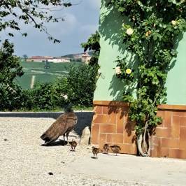 Monforte d'Alba farm tour