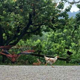 Monforte d'Alba farm tour