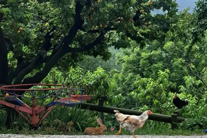 Monforte d'Alba farm tour