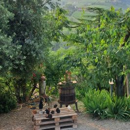 Monforte d'Alba farm tour