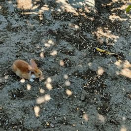 Monforte d'Alba farm tour