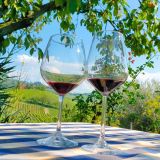 Monforte d'Alba farm tour