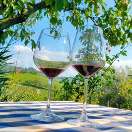 Monforte d'Alba farm tour