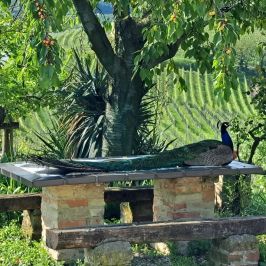 Monforte d'Alba farm tour