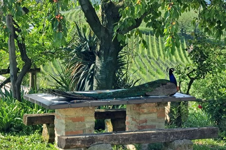 Monforte d'Alba farm tour