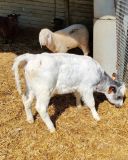 Monforte d'Alba farm tour