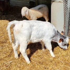 Monforte d'Alba farm tour