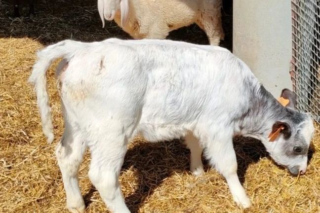 Monforte d'Alba farm tour