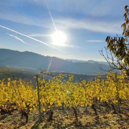 Monforte d'Alba farm tour