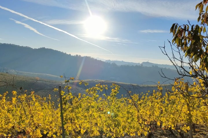 Monforte d'Alba farm tour