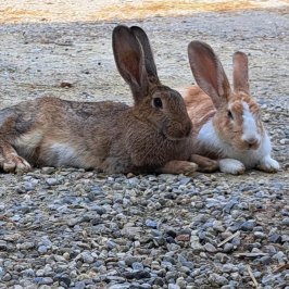 Monforte d'Alba farm tour