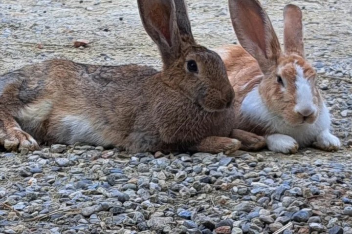 Monforte d'Alba farm tour