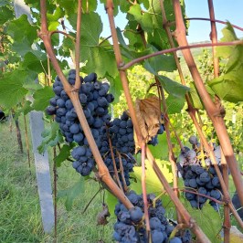 Monforte d'Alba farm tour