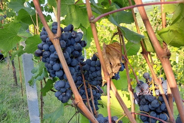 Monforte d'Alba farm tour