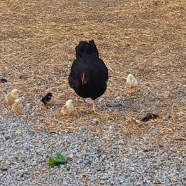 Monforte d'Alba farm tour