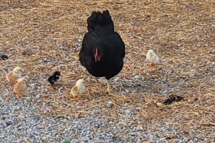 Monforte d'Alba farm tour