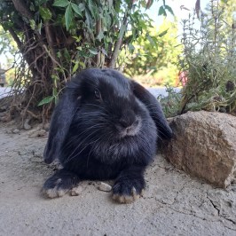 Monforte d'Alba farm tour