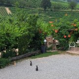 Monforte d'Alba farm tour