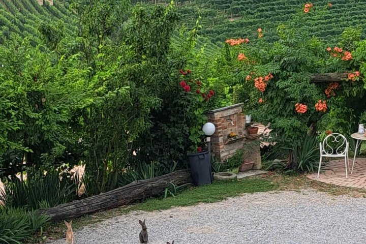 Monforte d'Alba farm tour