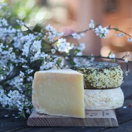 Organic Raw Milk Cheese Tasting