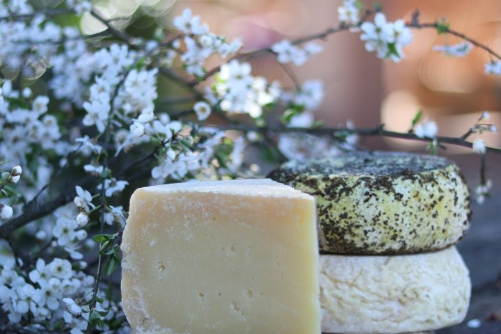 Organic Raw Milk Cheese Tasting