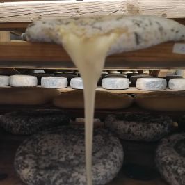 Organic Raw Milk Cheese Tasting