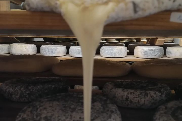 Organic Raw Milk Cheese Tasting