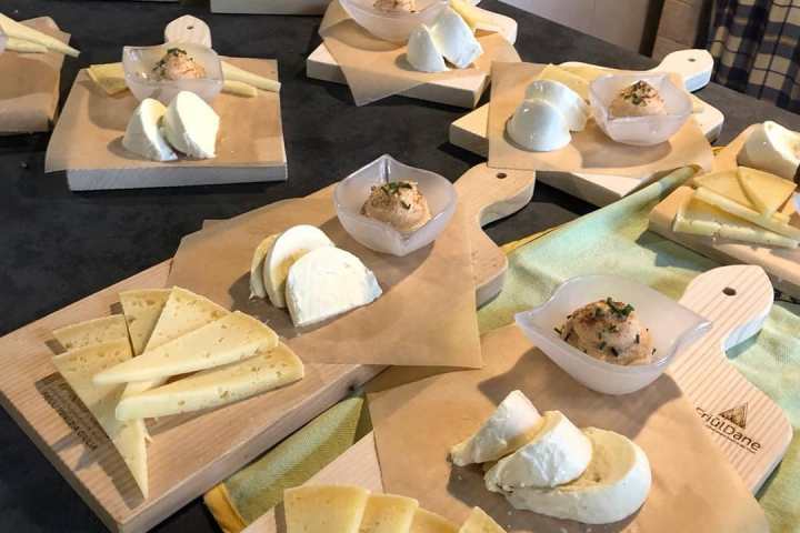 Organic Raw Milk Cheese Tasting