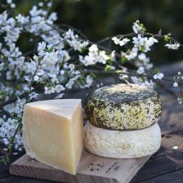 Organic Raw Milk Cheese Tasting