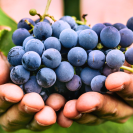 Piedmont Grape Harvest Experience