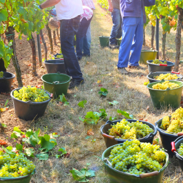 Piedmont Grape Harvest Experience