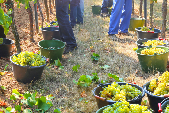 Piedmont Grape Harvest Experience