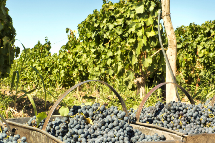 Piedmont Grape Harvest Experience