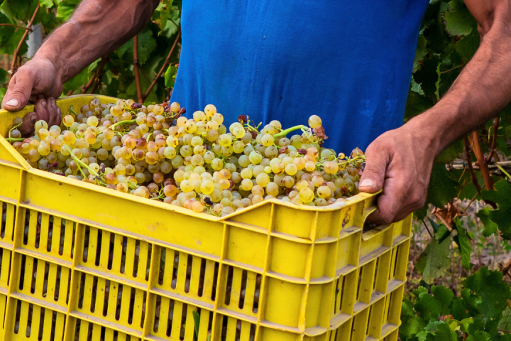 Piedmont Grape Harvest Experience