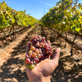 Piedmont Grape Harvest Experience