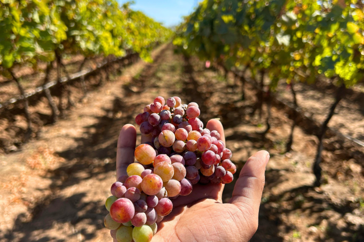 Piedmont Grape Harvest Experience