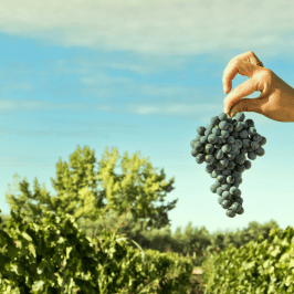 Piedmont Grape Harvest Experience