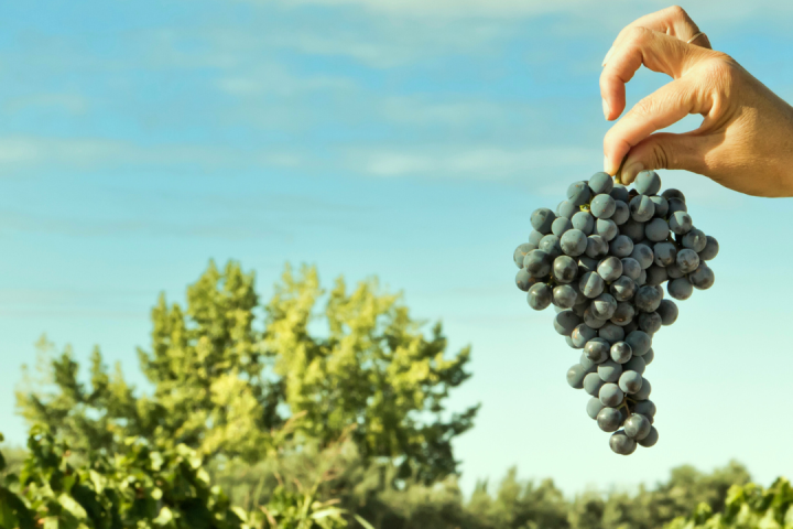 Piedmont Grape Harvest Experience