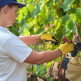 Piedmont Grape Harvest Experience