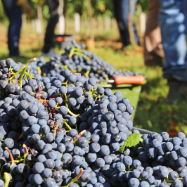 Piedmont Grape Harvest Experience