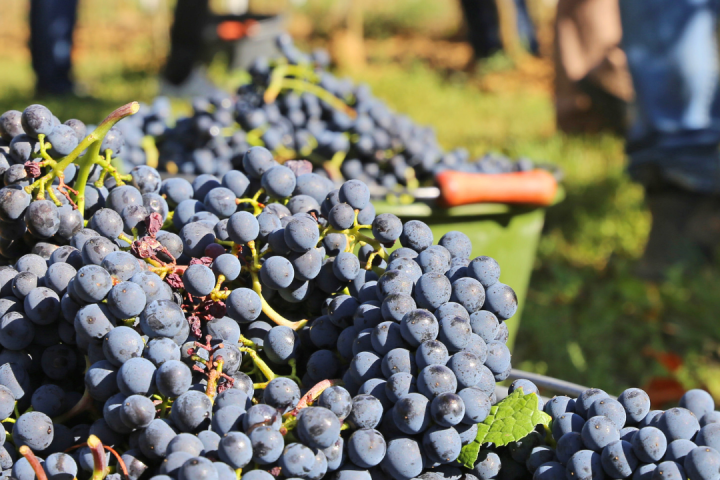 Piedmont Grape Harvest Experience