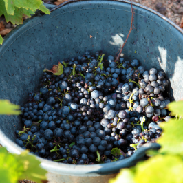 Piedmont Grape Harvest Experience