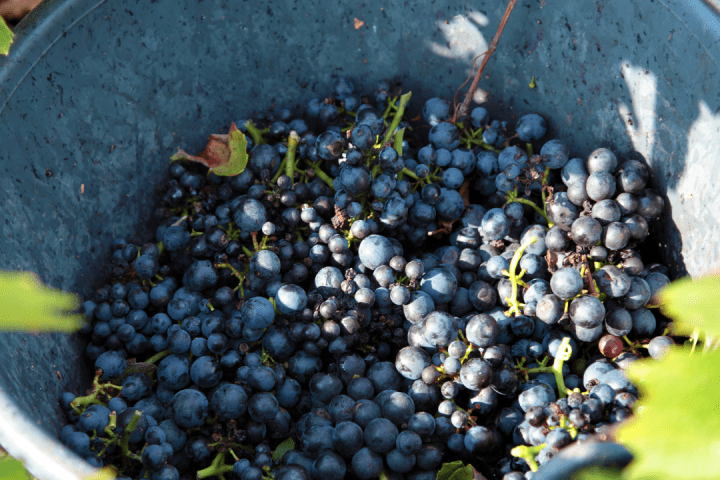 Piedmont Grape Harvest Experience