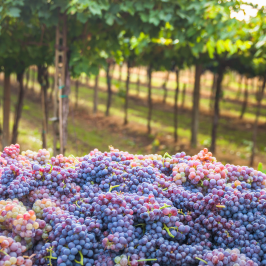 Piedmont Grape Harvest Experience