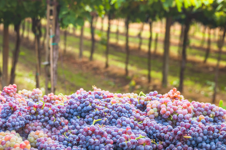 Piedmont Grape Harvest Experience