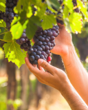 Piedmont Grape Harvest Experience